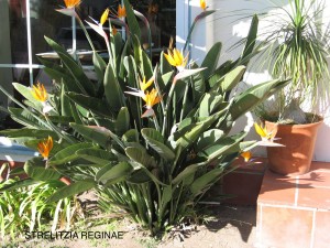 Strelitzia reginae